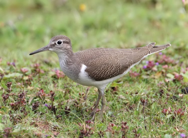 Common Sandpiper juvenile  VP 28 7 10  IMG_2992